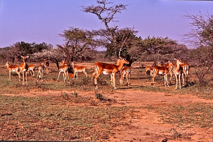 AFRIQUE DU SUD