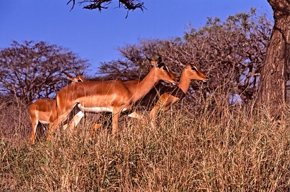 AFRIQUE DU SUD
