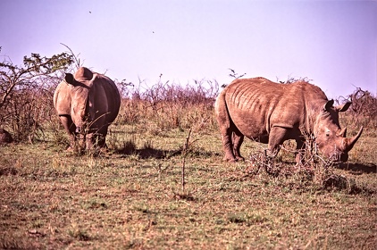 AFRIQUE DU SUD