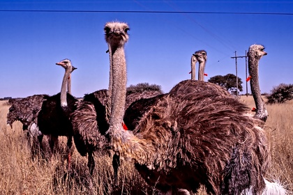 AFRIQUE DU SUD