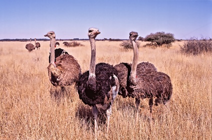 AFRIQUE DU SUD