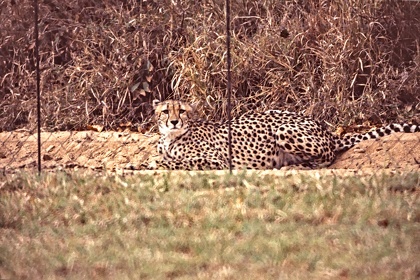 AFRIQUE DU SUD