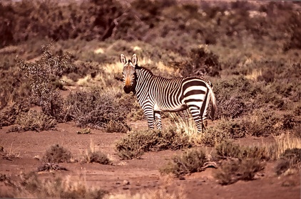 AFRIQUE DU SUD