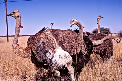AFRIQUE DU SUD