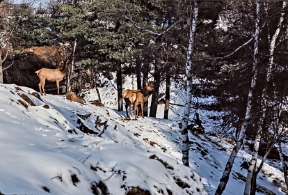 CAN - ANIMAUX