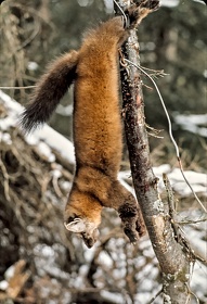CAN - ANIMAUX