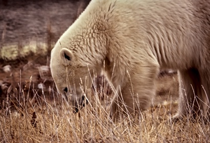 Animaux