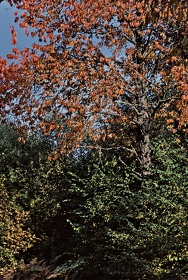FRA19 - Corrèze