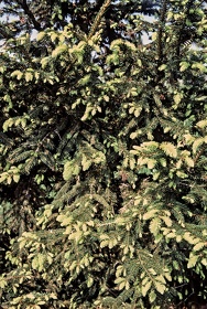 FRA19 - Corrèze