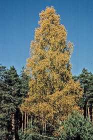 FRA19 - Corrèze