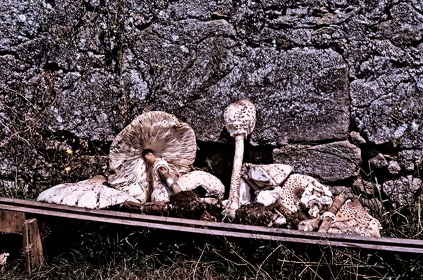 FRA19 - Corrèze