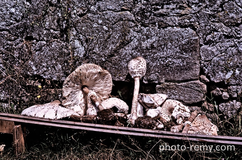 FRA19-0808-Corrèze.jpg